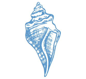 Conch illustration